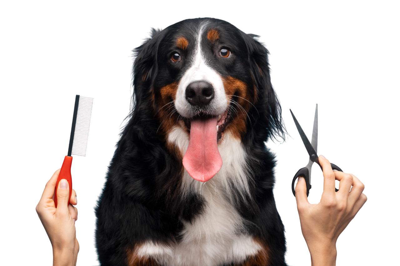 Dog grooming service Jodhpur