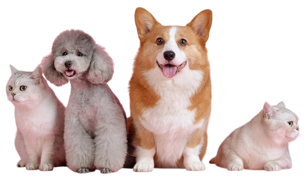 Puppies and kittens for sale in Jodhpur